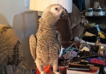 Friendly & Playful One Year Old Male African Grey