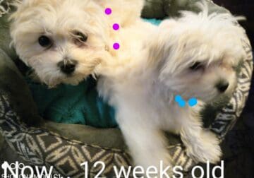 ONE MALE AND FEMALE BICHON FRISE PUPPIES