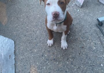 Pit bull for sale