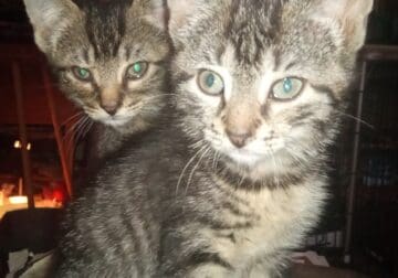 Free kittens to good home