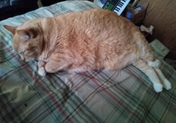 Orange Fat domestic shorthair cat