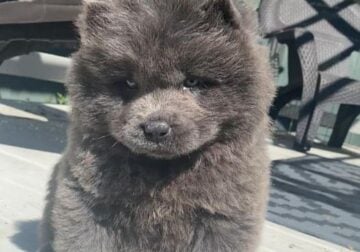 Chow-Chow Puppy