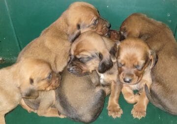 Coonhound Puppies