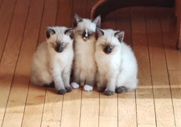 Applehead Siamese kittens