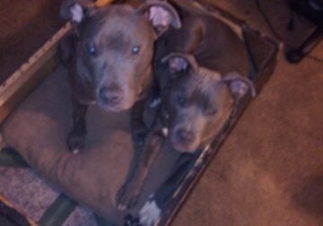 2 blue nose pitbulls for sell