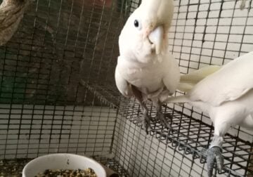 Macey egg laying Adult Female Goffin Cockatoo