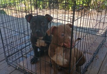 American Pit/Terrier Puppies