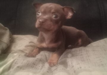 Adorable Chihuahua puppy