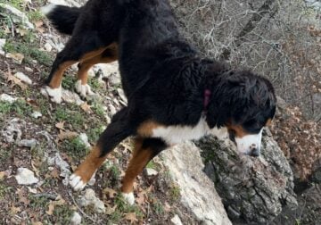 11 month old female Bernese