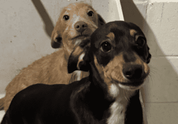 Chiweenie puppies for sale