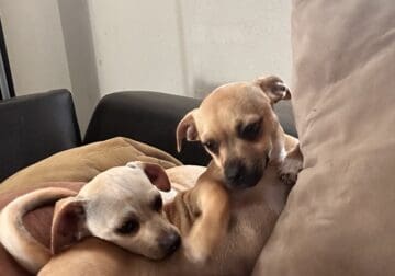 Sweet Puppies Looking for a Loving Home Together