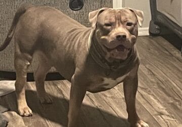 XL Bully free to a good home