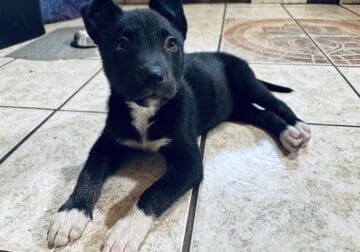 2.5 f GSD mix looking for forever home!