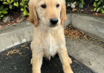 Golden Retriever Puppy Milo