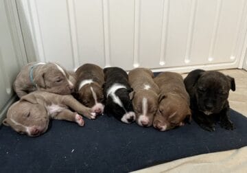 XL Bully Puppies Ready for homes mid-April