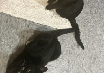 Two disabled cats