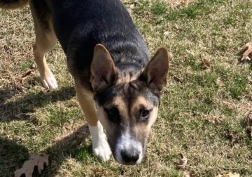 6 month old shepsky in need of rehoming
