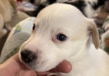 Blue eyed beagle
