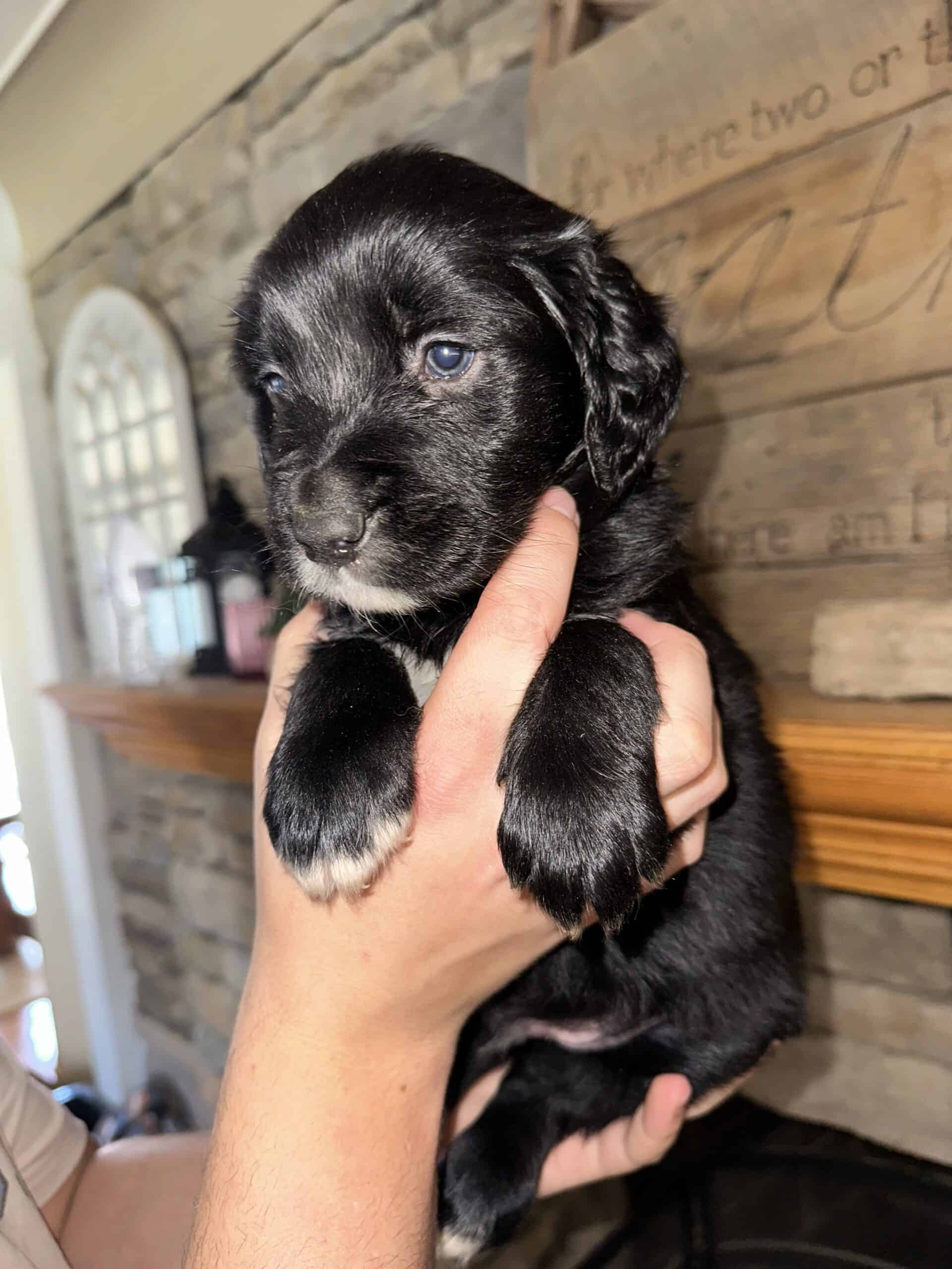 Australian Retriever Puppies 