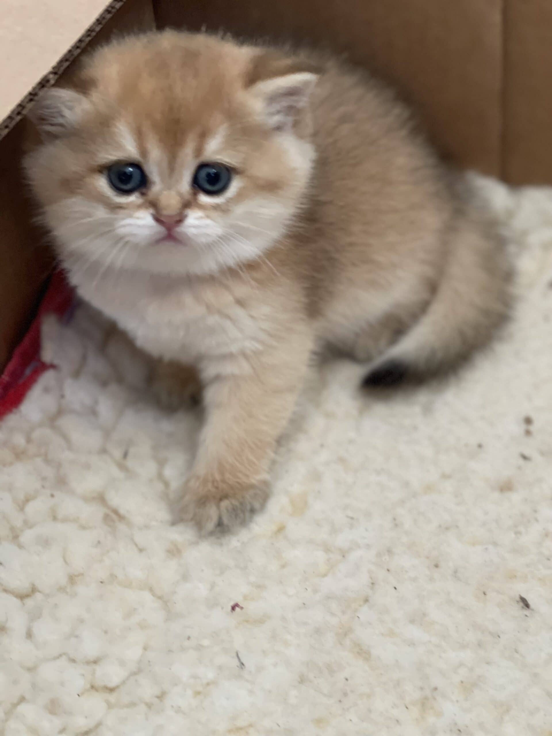 Scottish straight kitten for sale