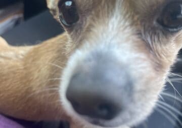 Beige Loving Chihuahua