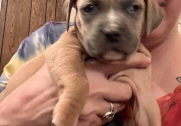 Full breed red nose blue nose pitbull puppies