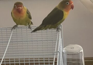 2 Young Fisher’s Lovebirds for rehoming