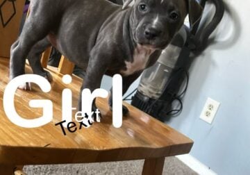 Standard American bully puppies