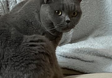 Cat for sale six-year-old British shorthaired blue