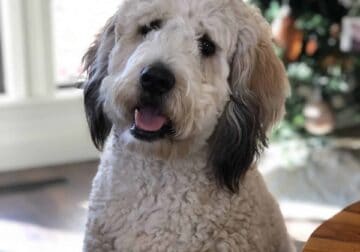 Bernedoodle F1 Male 2 year old