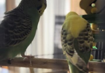 2 bonded parakeets