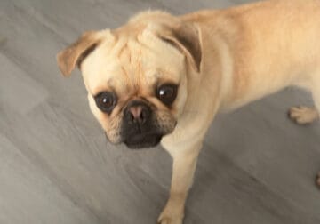 Pug mix for sale