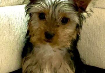 Beautiful Male Yorkie Puppy For Sale