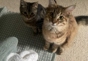 2 cats for rehome