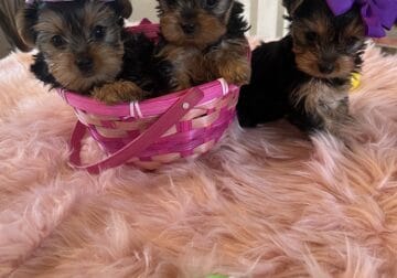 AKC Adorable teacup, Yorkie puppies
