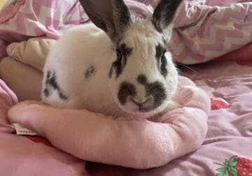 Rehome English Spotted Bunny