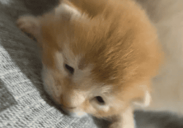 Cute 2-week old female orange Kitten