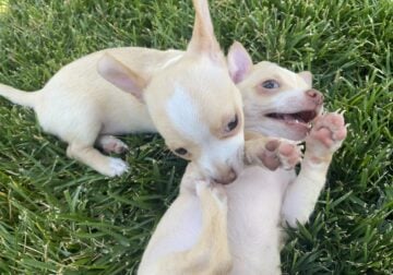 Puppies Chihuahuas
