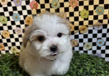 Shih Poo looking for a home!