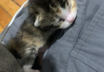 2-week old kitten male