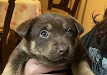 Rehoming Husky Shepard pit mix puppies $25.00