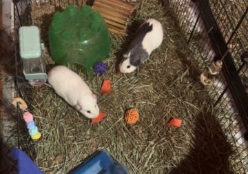 2x female guinea pigs supplies included