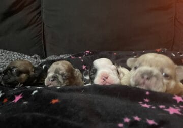 4 girl Frenchie for sale