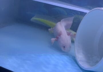 Rescue Axolotl