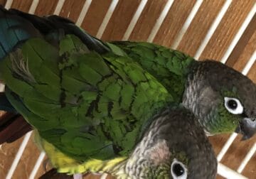 2 Conures Together