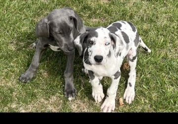 Two Female Great Danes