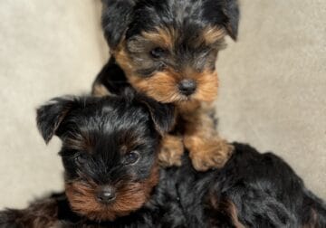 Yorky puppies, ready to go home