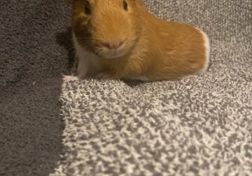Male guinea pig/ brown
