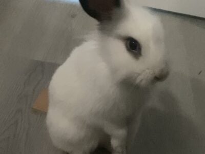Friendly Bunny in Need of Home
