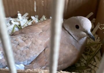 Ringneck Dove & all supplies included!